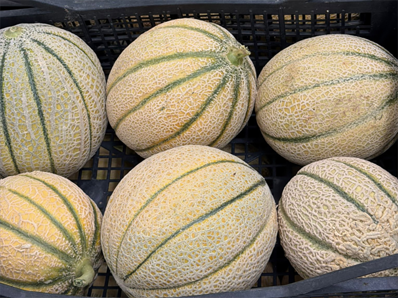Melone retato - Sardegna - da 1,50 a 1,80 euro al chilogrammo